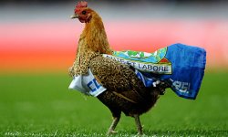 Blackburn-Rovers-chicken-008.jpg