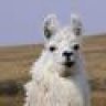 Llama