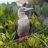 Red-footed Booby