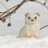 weasel